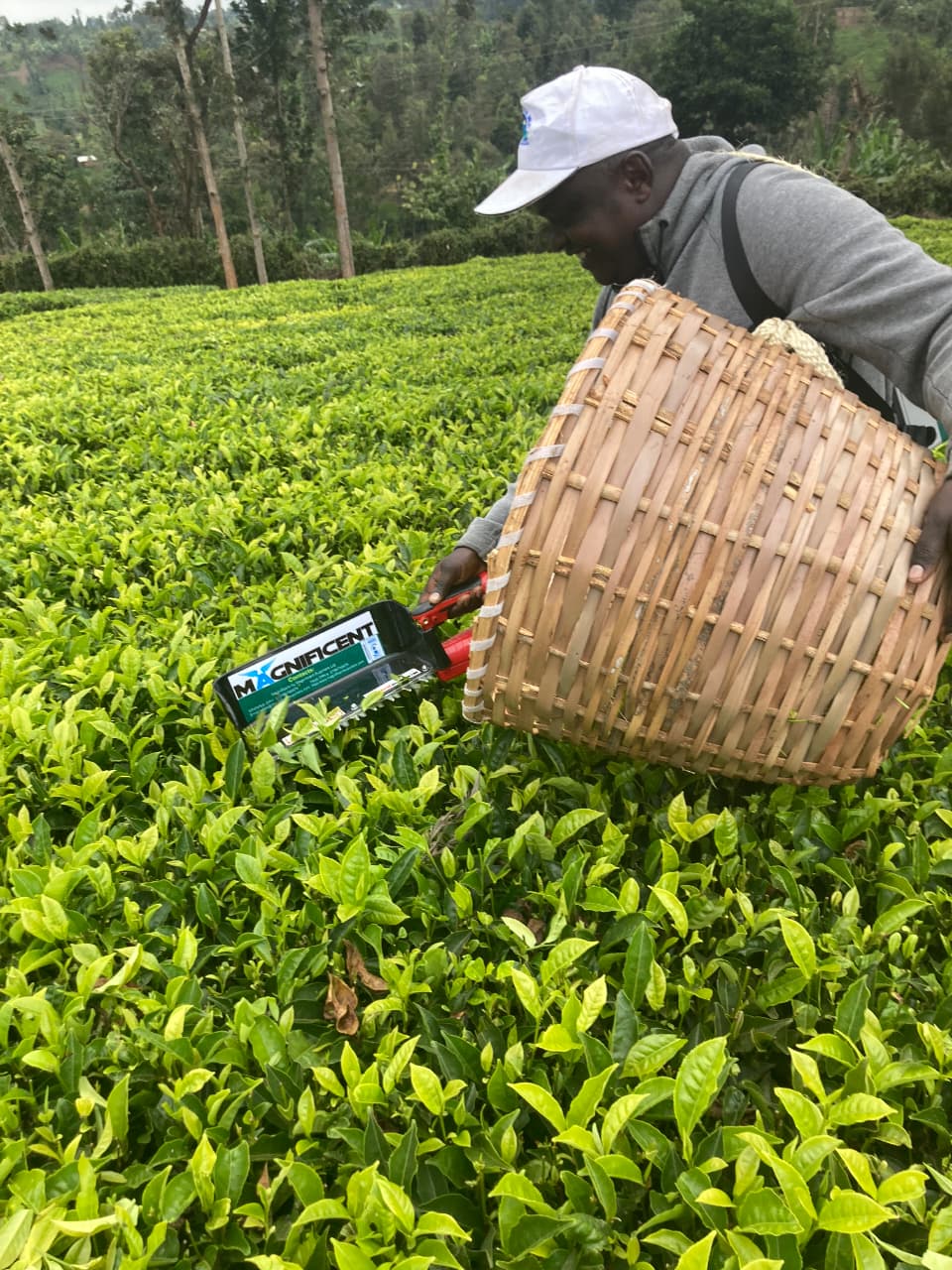 African Farmer Harvesting Tea
